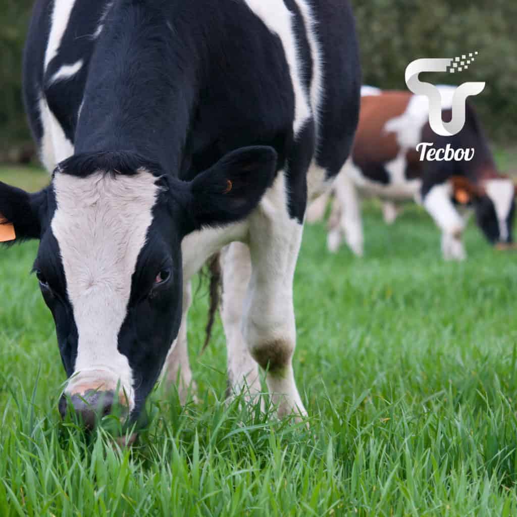 Você está visualizando atualmente Quantos litros de leite uma vaca produz por dia?