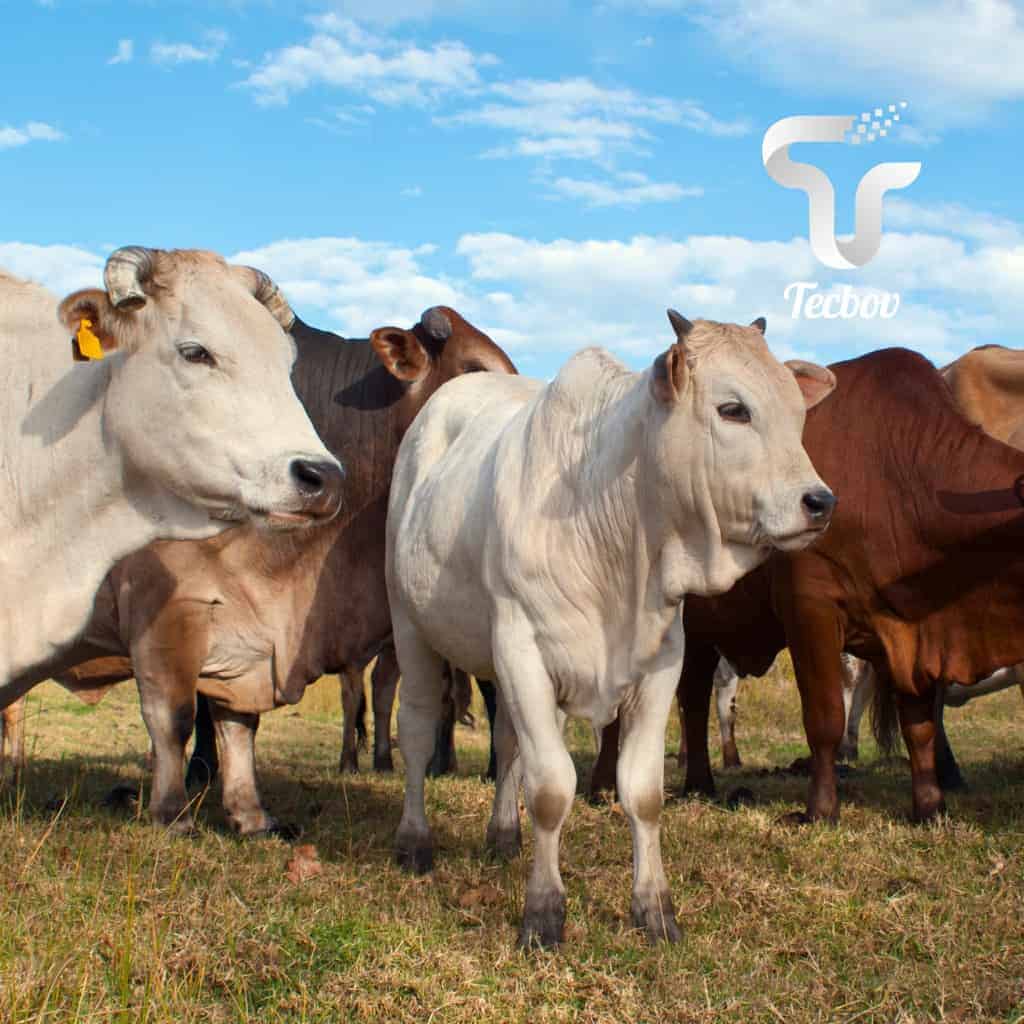 Você está visualizando atualmente Erros de nutrição do gado de corte: Como evitá-los para um melhor desempenho?