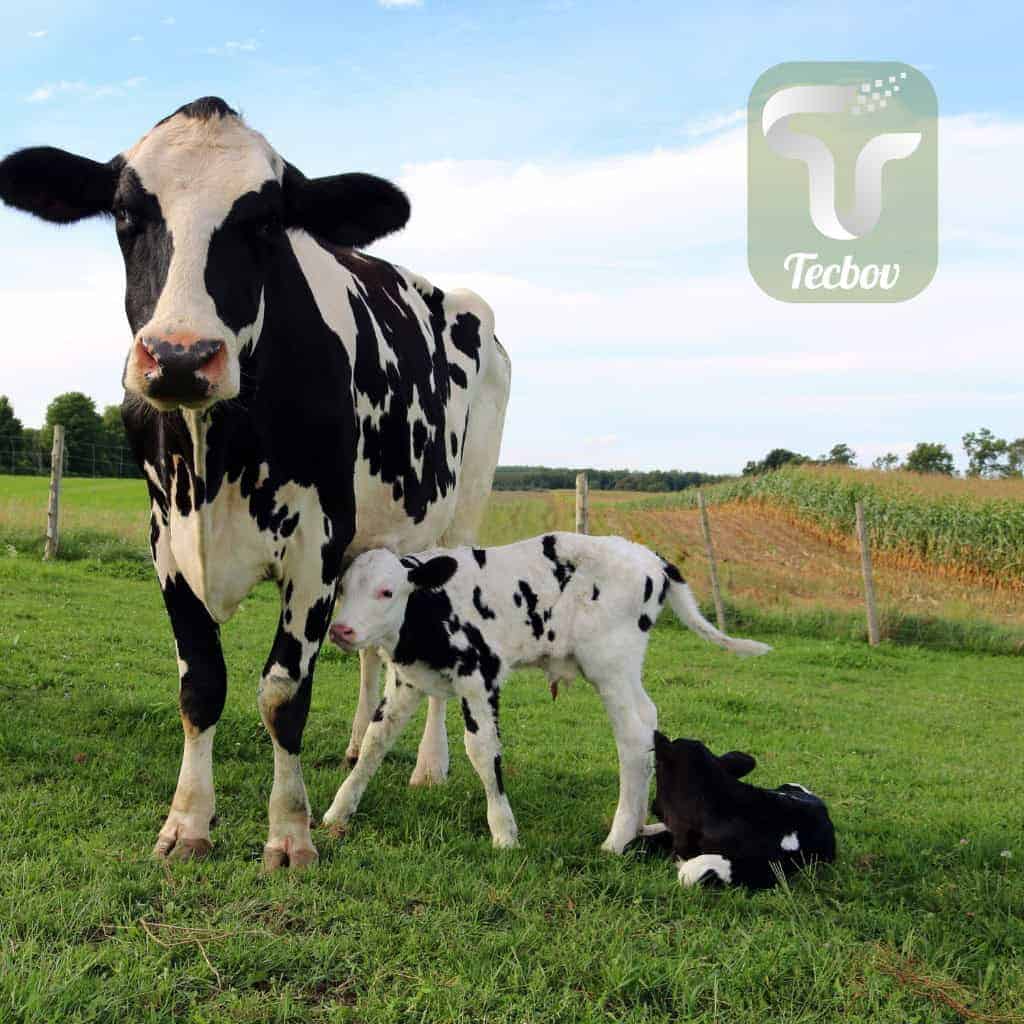 Você está visualizando atualmente Qual o tempo ideal para inseminação de vaca?