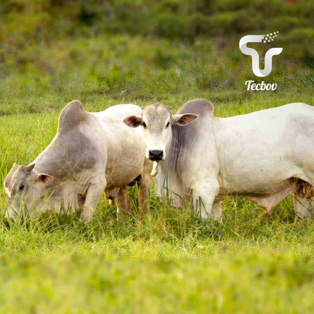 Leia mais sobre o artigo IBR bovinos: O que é, sintomas e tratamento