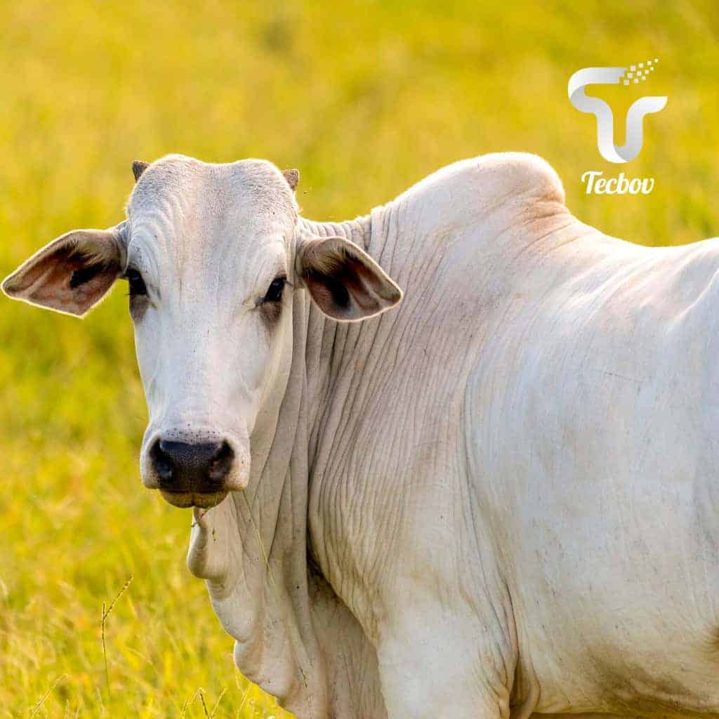 Você está visualizando atualmente Unidade Animal (UA): Conceito e Importância na Pecuária