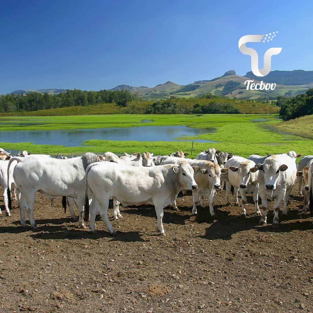 Leia mais sobre o artigo Sulfato de amônia para bovinos: como oferecer