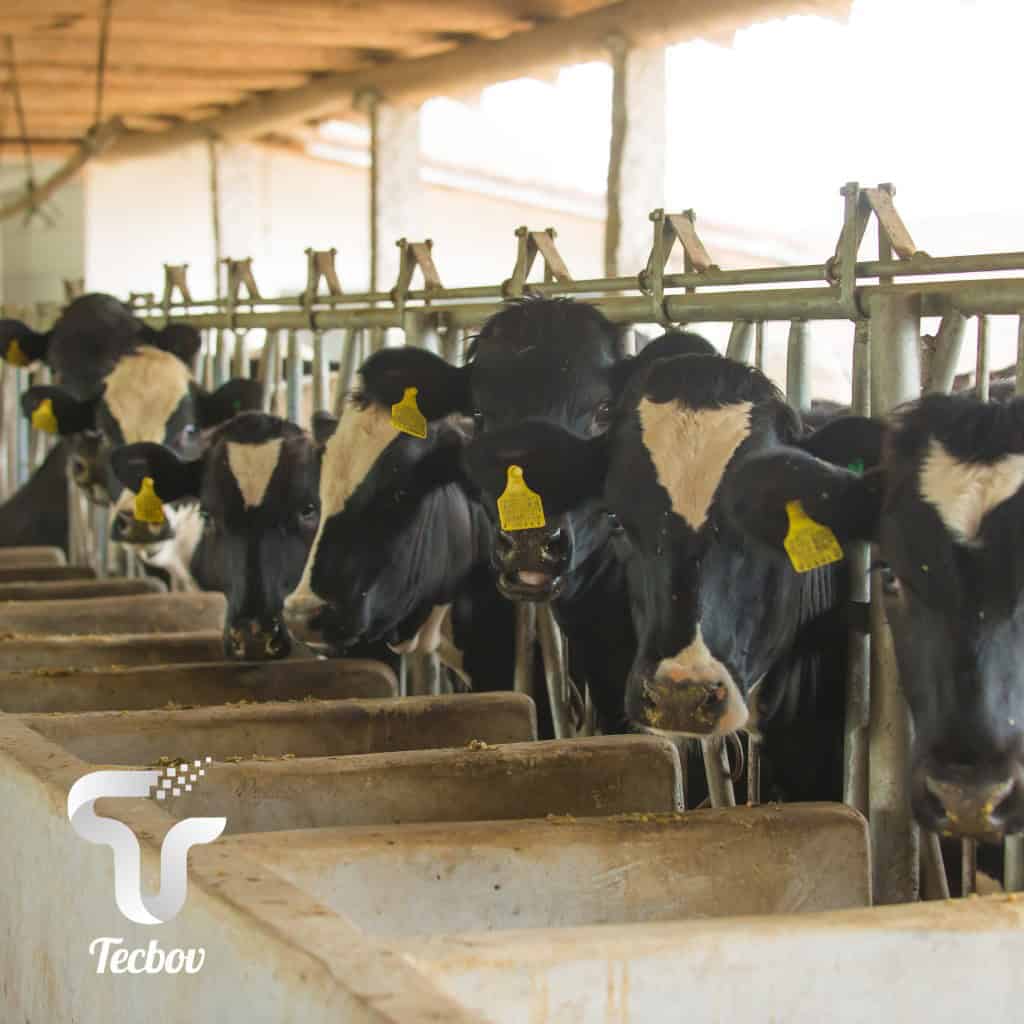 Você está visualizando atualmente Como a estiagem afeta a produção de leite por vaca?