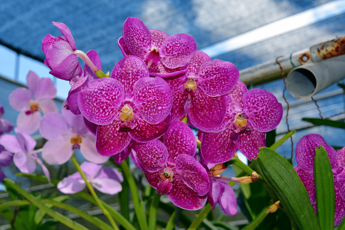 Como fazer adubo caseiro para orquídea florir