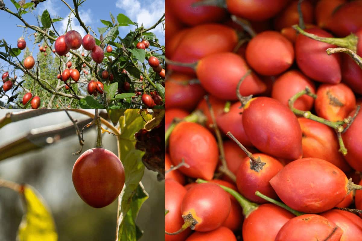 Você está visualizando atualmente Como plantar tomate de árvore em casa e colher belos e deliciosos para diversas receitas