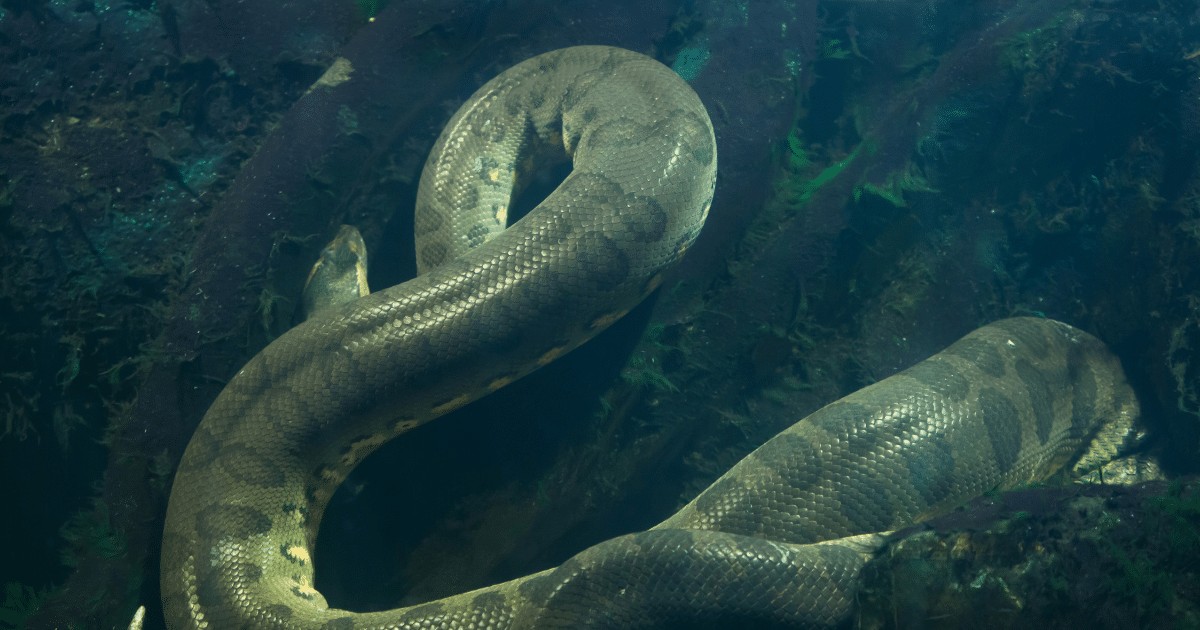 Você está visualizando atualmente Mistério no Rio Tocantins: Cobra Gigante, Sucuri-Verde de 7 Metros Encontrada Morta