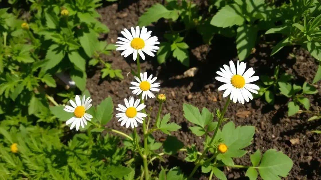 Como plantar camomila no quintal