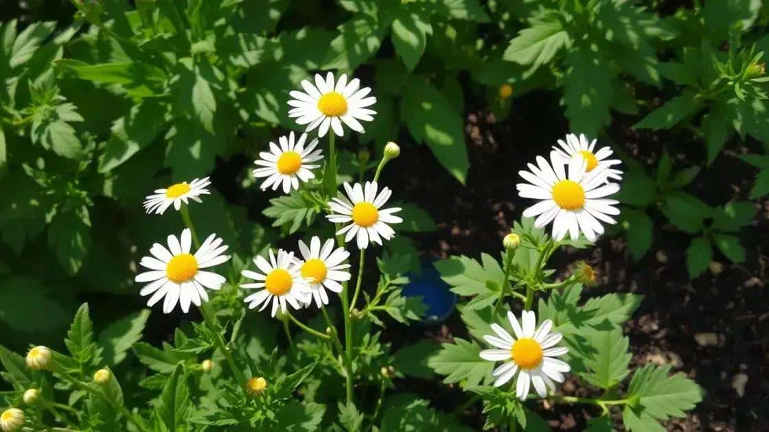 Cuidados essenciais para cultivar camomila