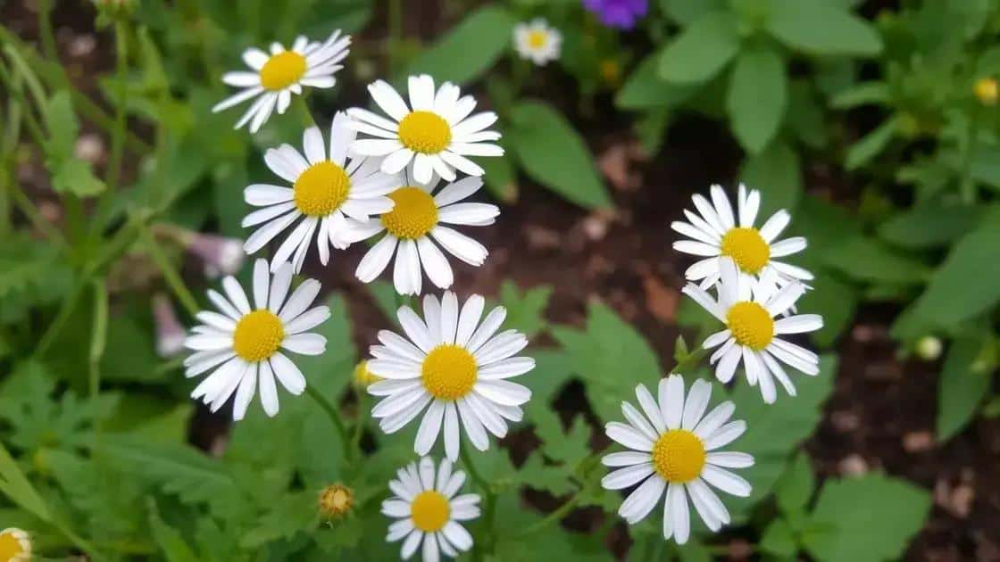 aprenda a cuidar e colher flores para chas