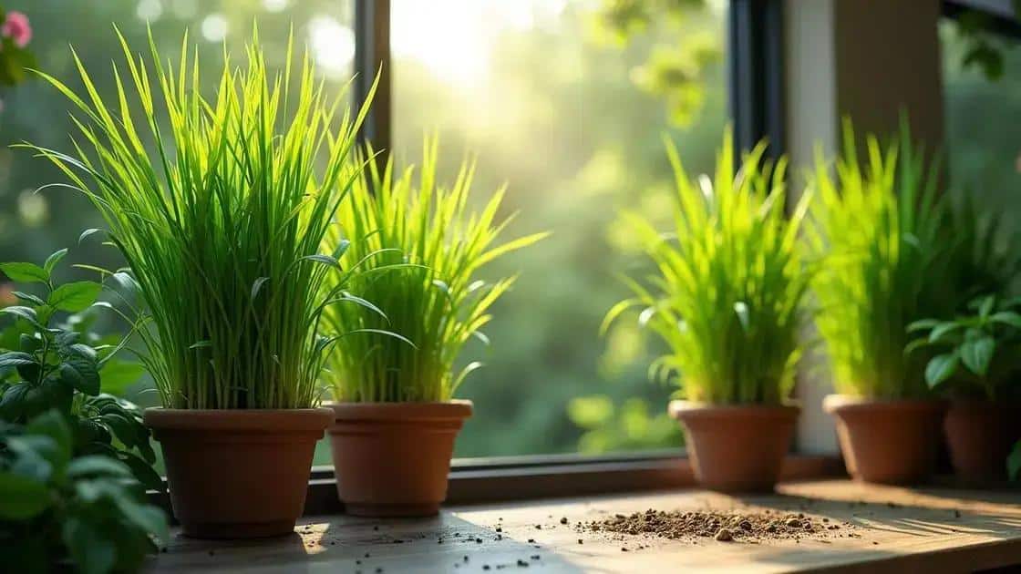Dicas para cultivar capim-limão em casa
