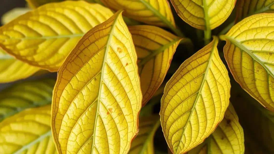 decodificador de folhas amarelas o guia visual para identificar exatamente o que sua planta precisa