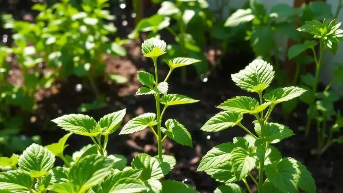 cuidados básicos para manter suas plantas saudáveis