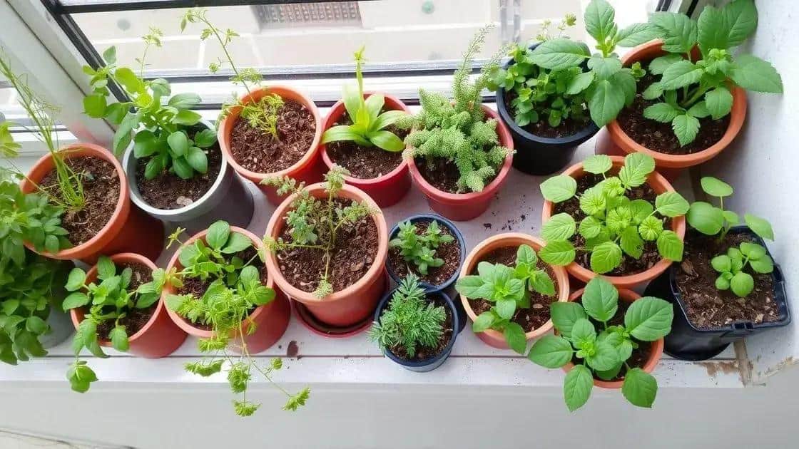 dicas de cultivo em vasos pequenos